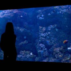 Sztuczna rafa koralowa w akwarium z wodą słoną