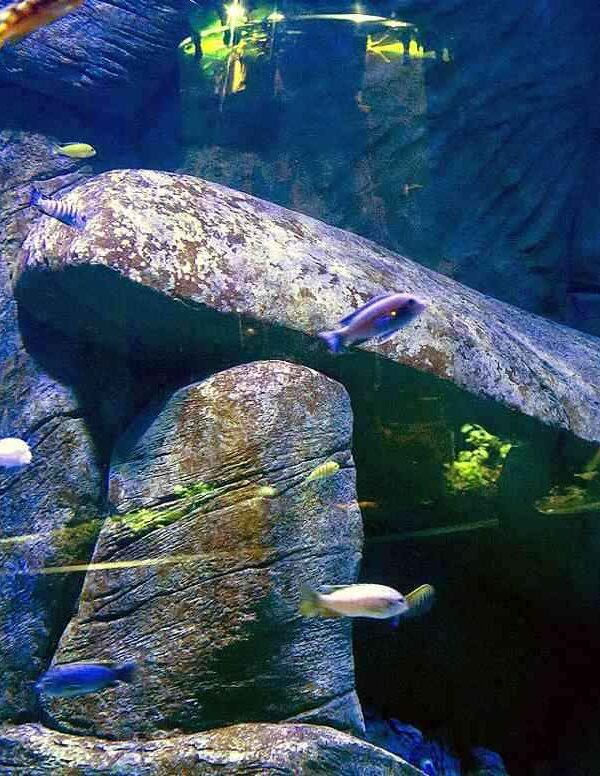 Dekoracje skalne w akwarium Malawi kompleksu Oceanika