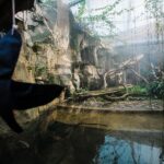 Sztuczny klif skalny na wybiegu w zoo