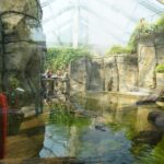 Sztuczne klify skalne na wybiegu dla wydr zoo w Tallinnie
